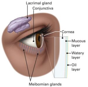 Conjunctiva-Lacrimal Gland Tear Film Optimization
