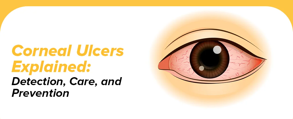 Corneal Ulcers Explained: Detection, Care, And Prevention